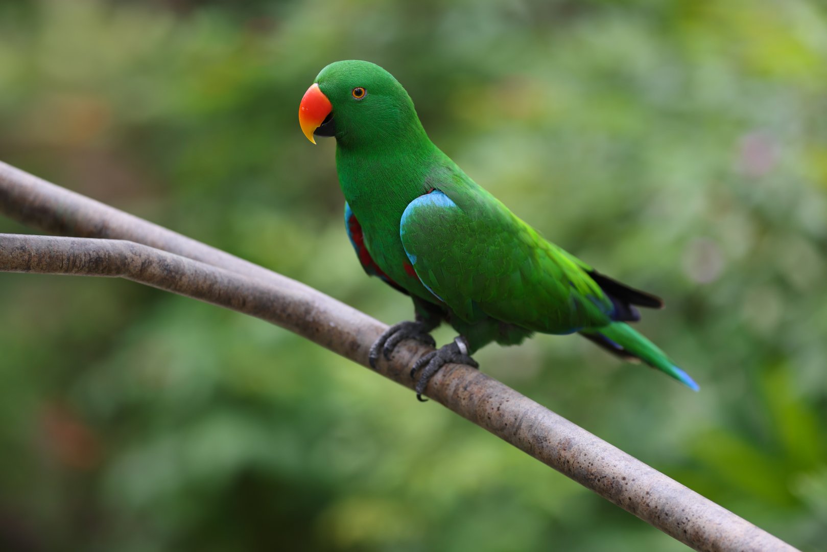 Sumba Eclectus (Eclectus cornelia) - Songs of the Forest