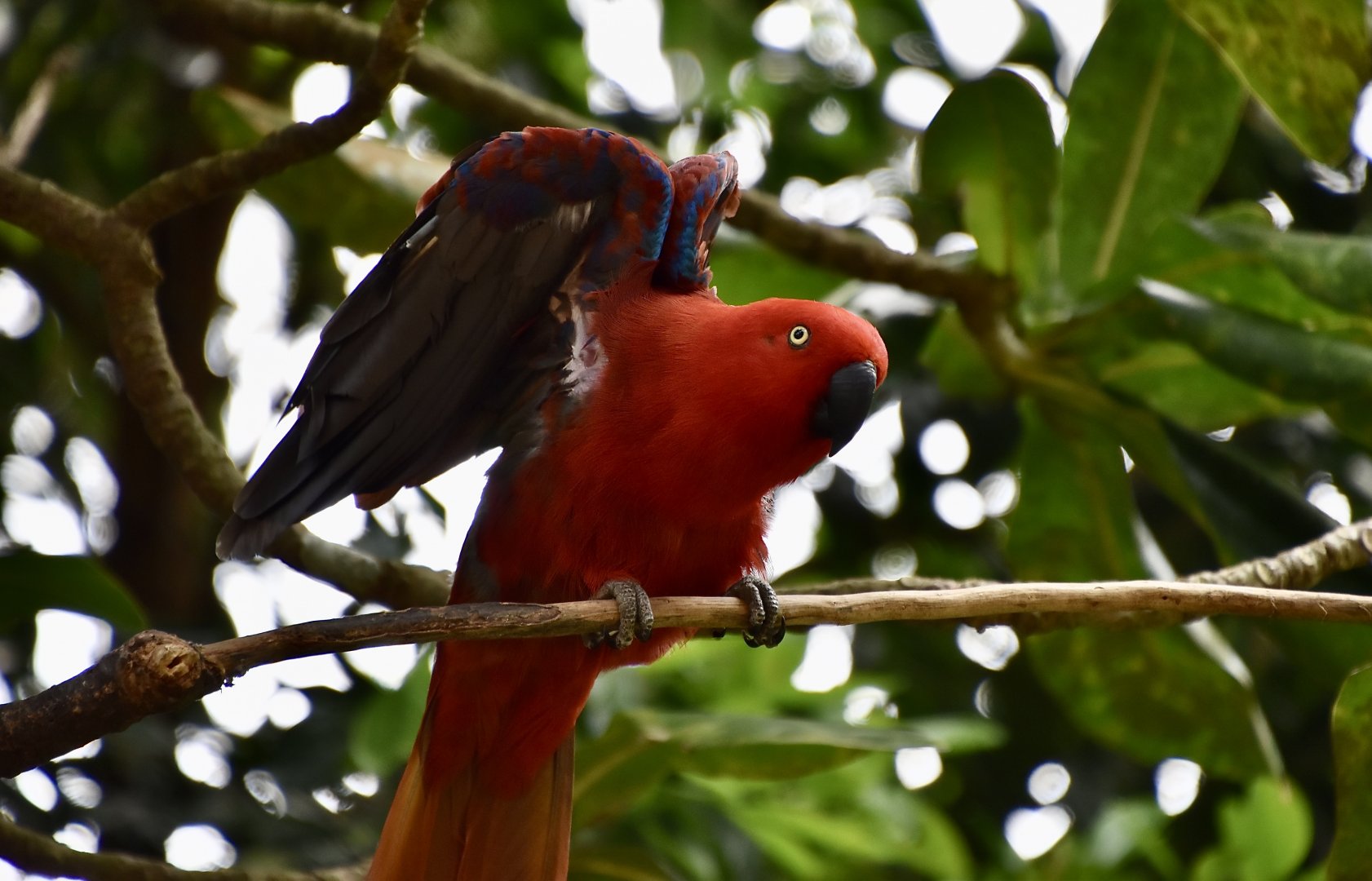 Sumba Eclectus Parrot (Eclectus cornelia) female