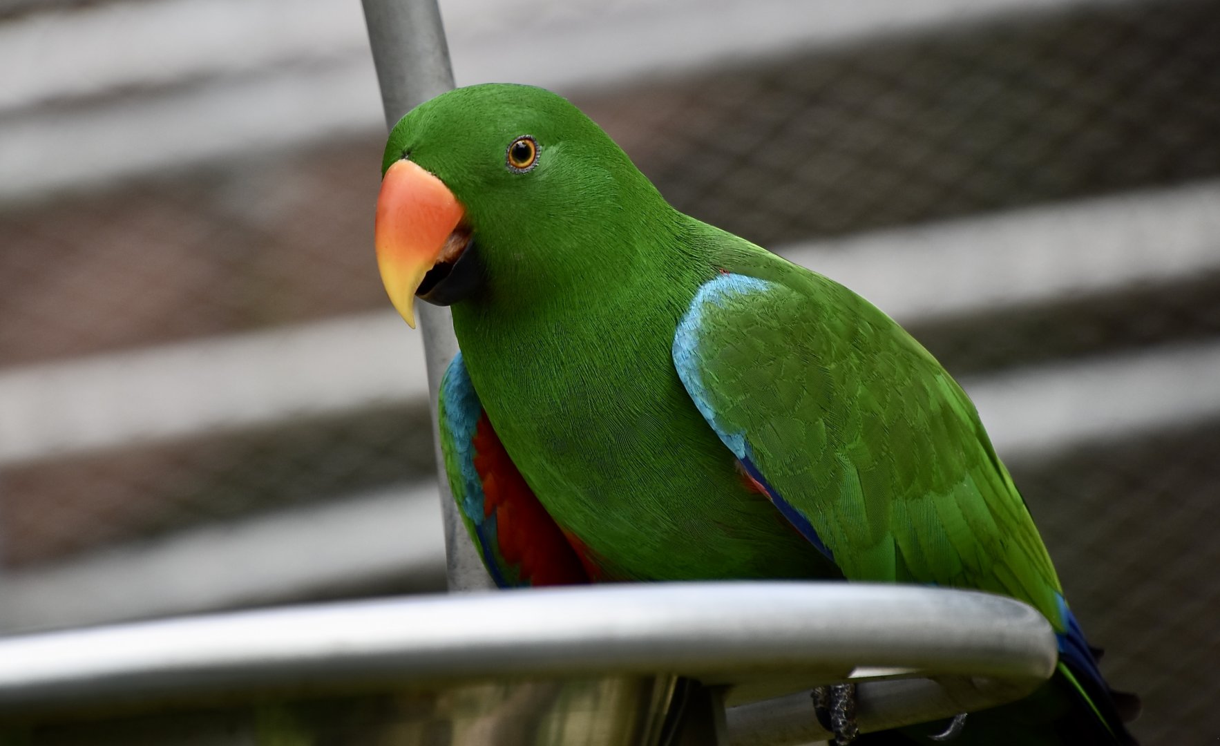 Sumba Eclectus Parrot (Eclectus cornelia) male