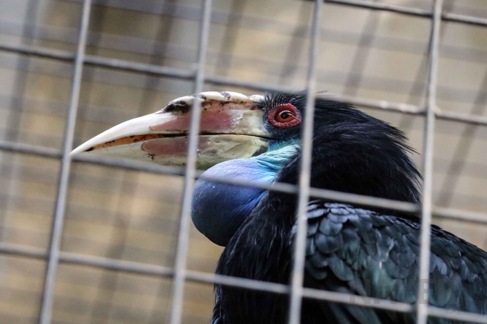 Sumba hornbill, June 2016