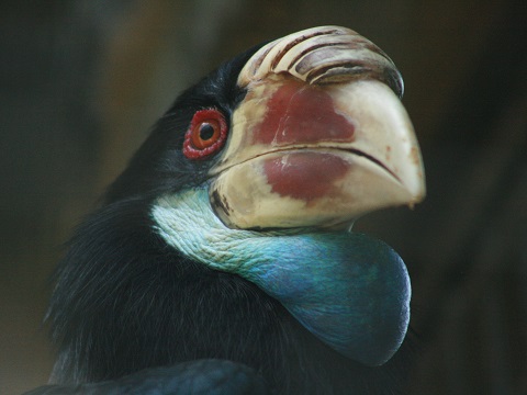 Sumba Hornbill