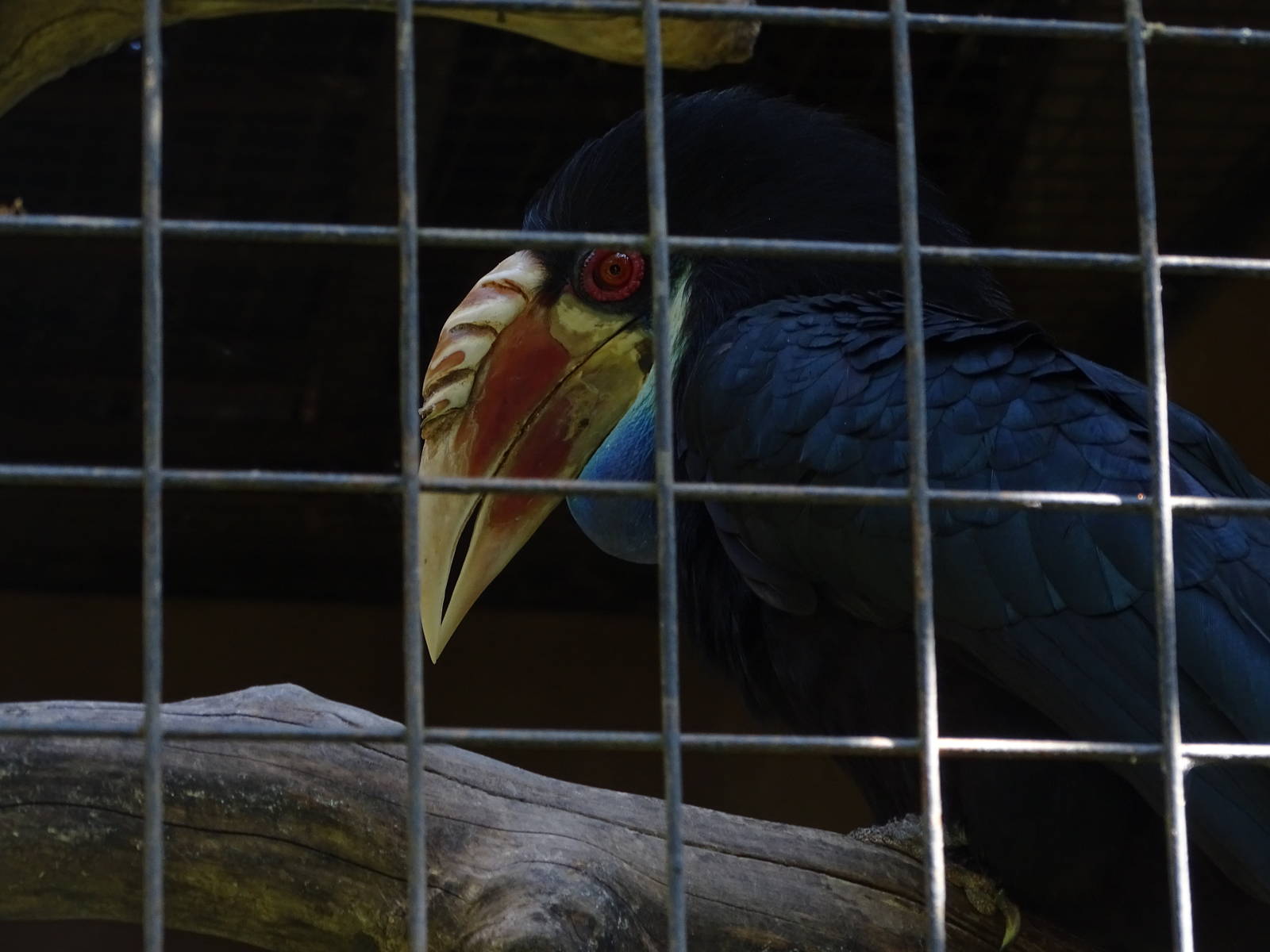 Sumba hornbill