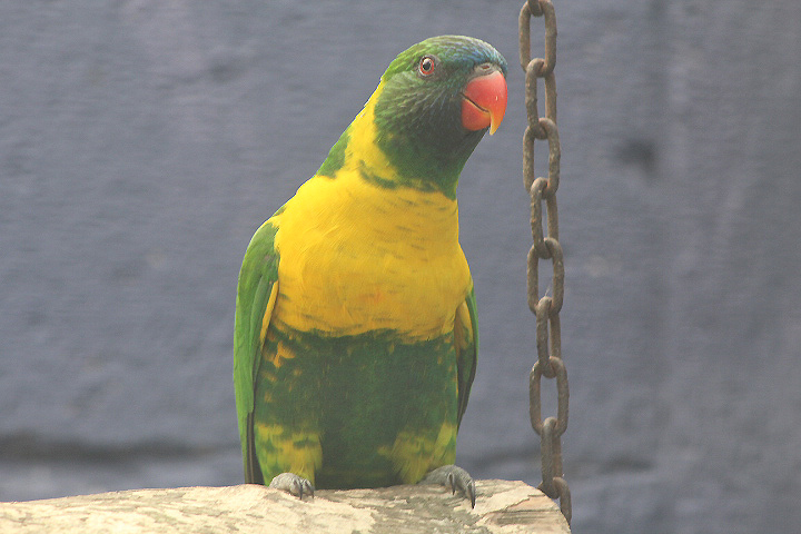 Sumba lorikeet (Trichoglossus capistratus fortis)