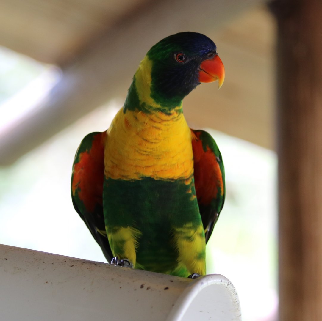 Sumba Marigold Lorikeet