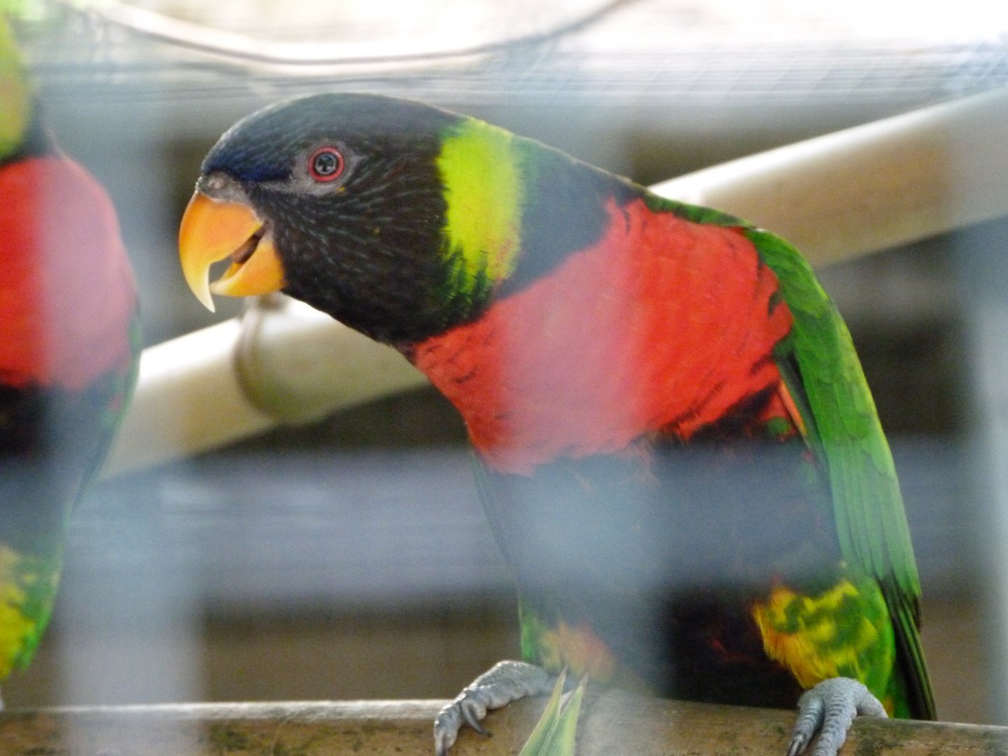 Sumbawa Forsten's lorikeet -Zoo d'Asson (2025)
