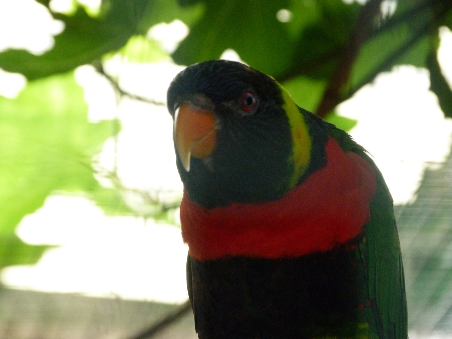 Sumbawa Forsten's lorikeet -Zoo d'Asson (2025)