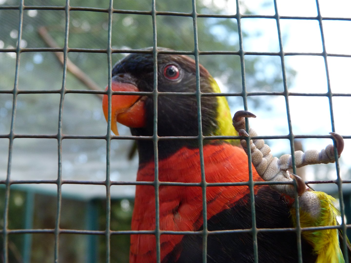 Sumbawa Forsten's lorikeet -Zoo Plzeň (2025)