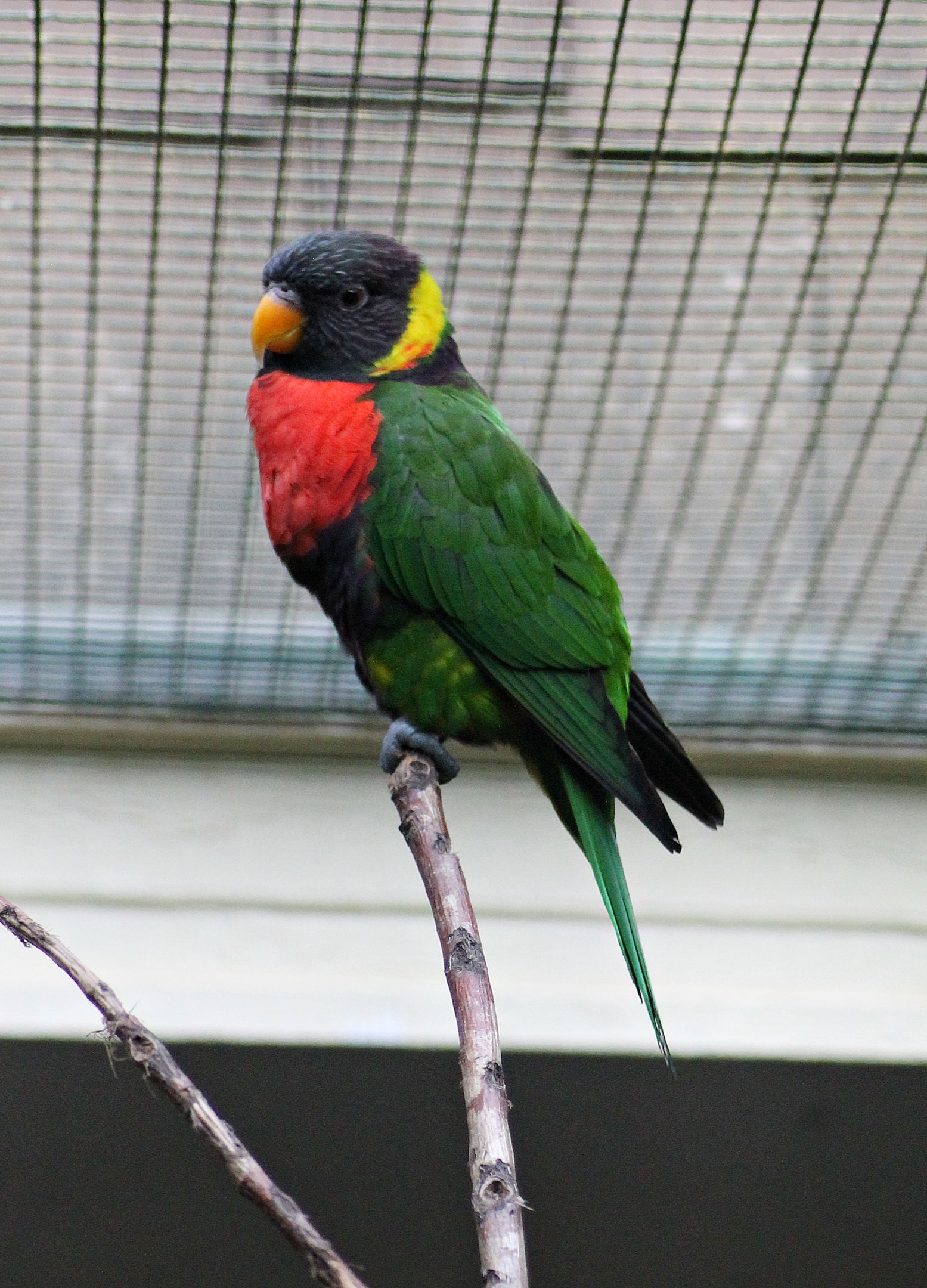 Sumbawa lorikeet (Trichoglossus forsteni forsteni)