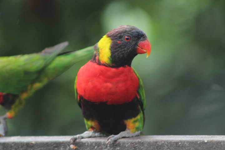 Sumbawa sunset lorikeet (Trichoglossus forsteni forsteni) - Bird Park