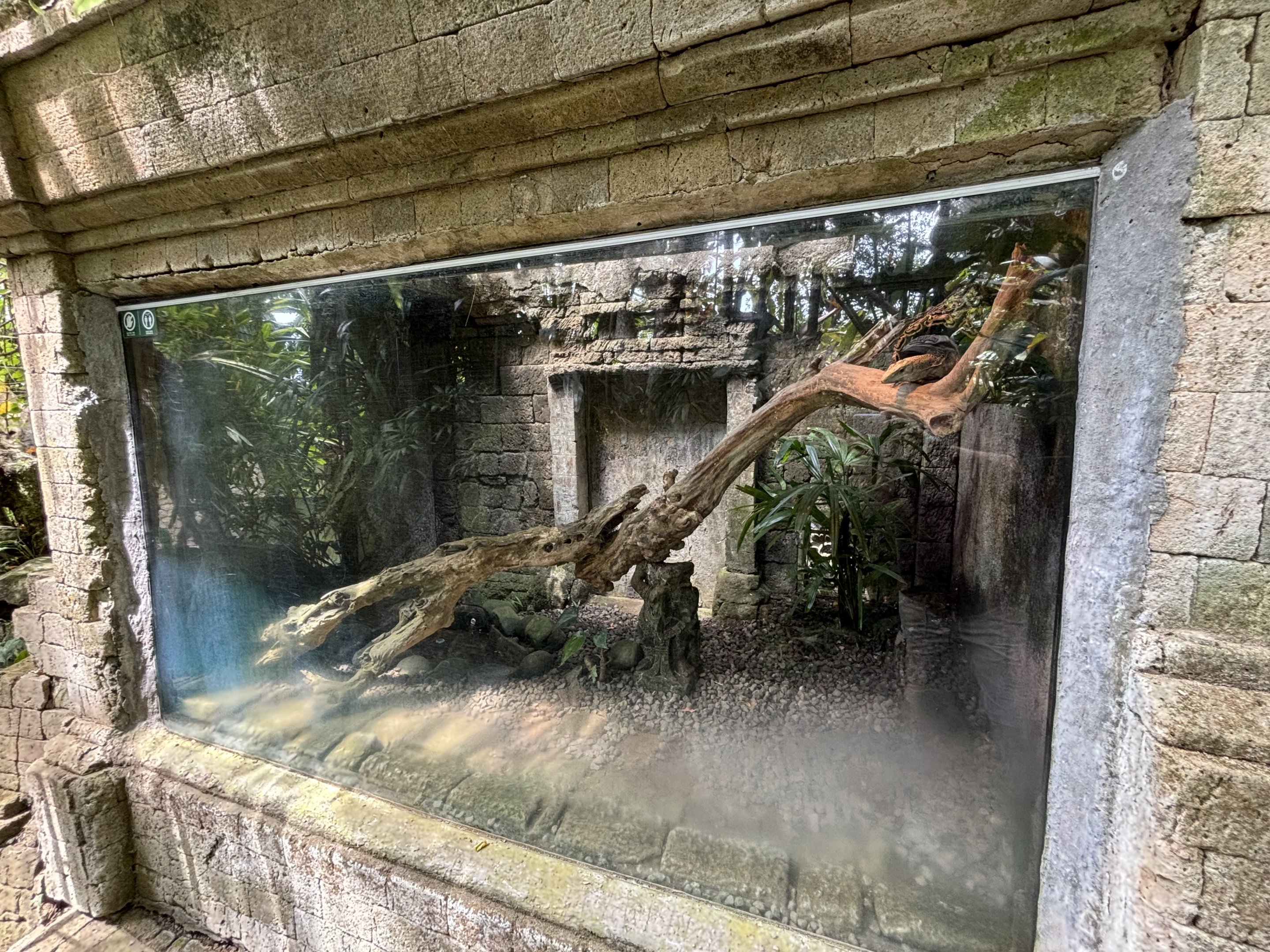 Sumbawa Water Monitor Exhibit
