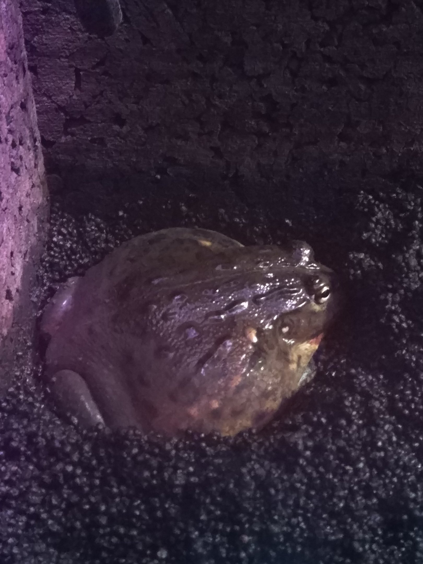 Sumida frog ID