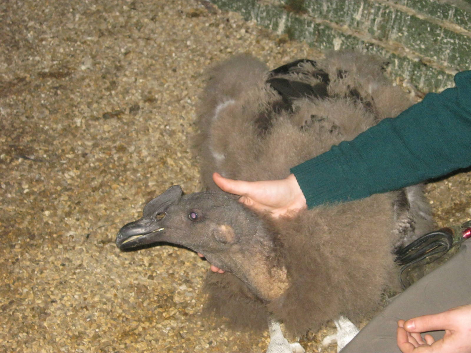 Summer 2011 - Andean Condor juvenile