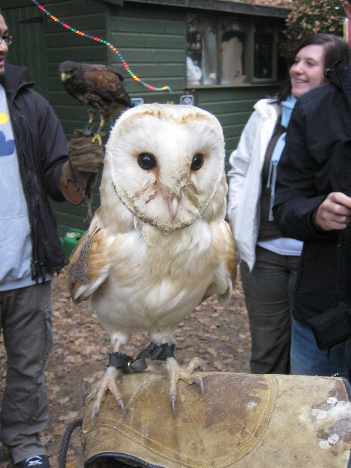 Summer 2011 - Barn Owl