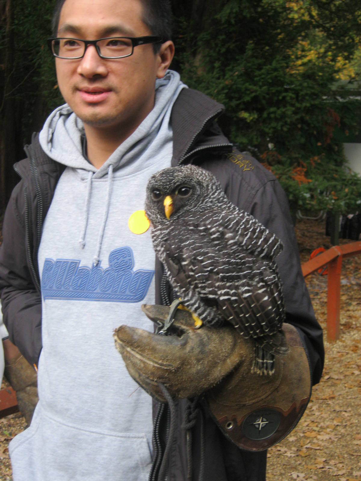 Summer 2011 - Black banded owl