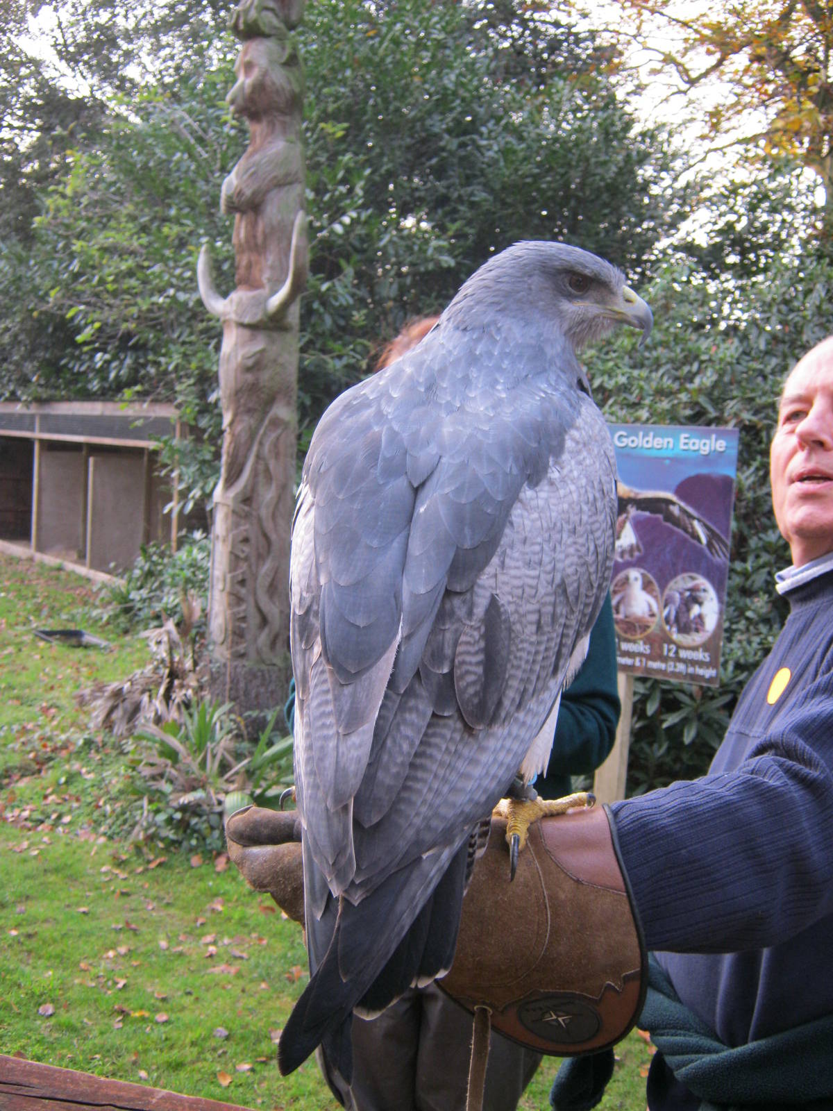 Summer 2011 - Black Chested Eagle Buzzard