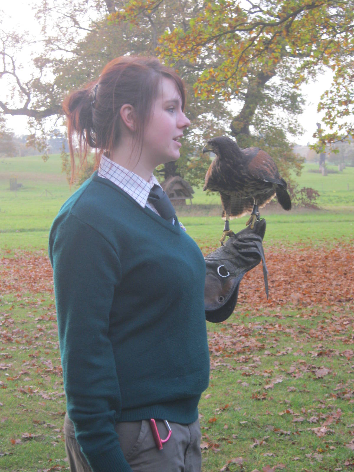 Summer 2011 - Black Kite