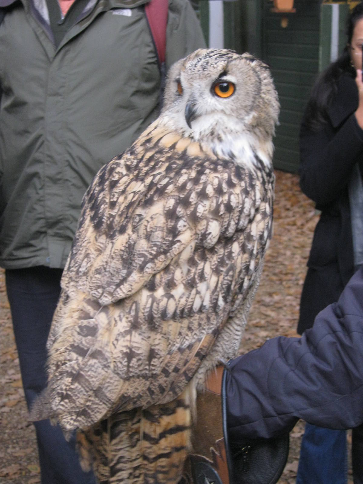 Summer 2011 - Eurasian Eagle Owl