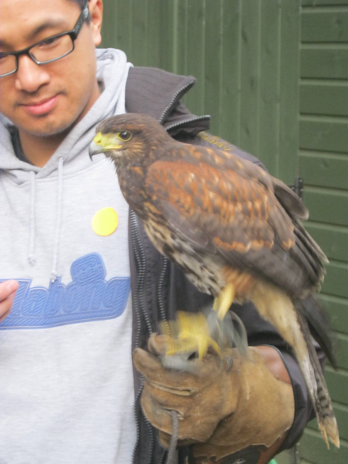 Summer 2011 - Harris Hawk
