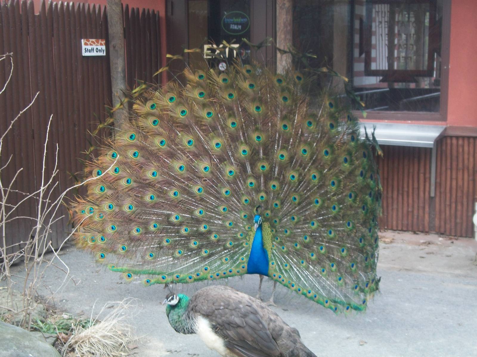 summer 2012 Peacock with Peahen