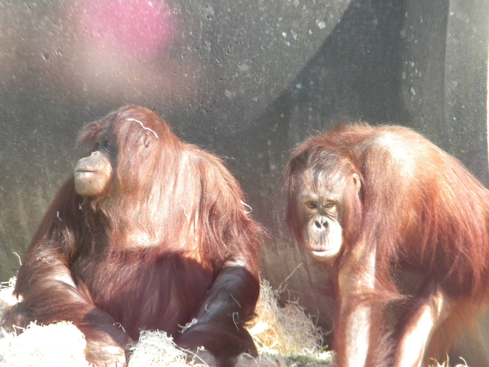 Summer and Cherie the female Bornean Orangutans at Blackpool Zoo 9th April