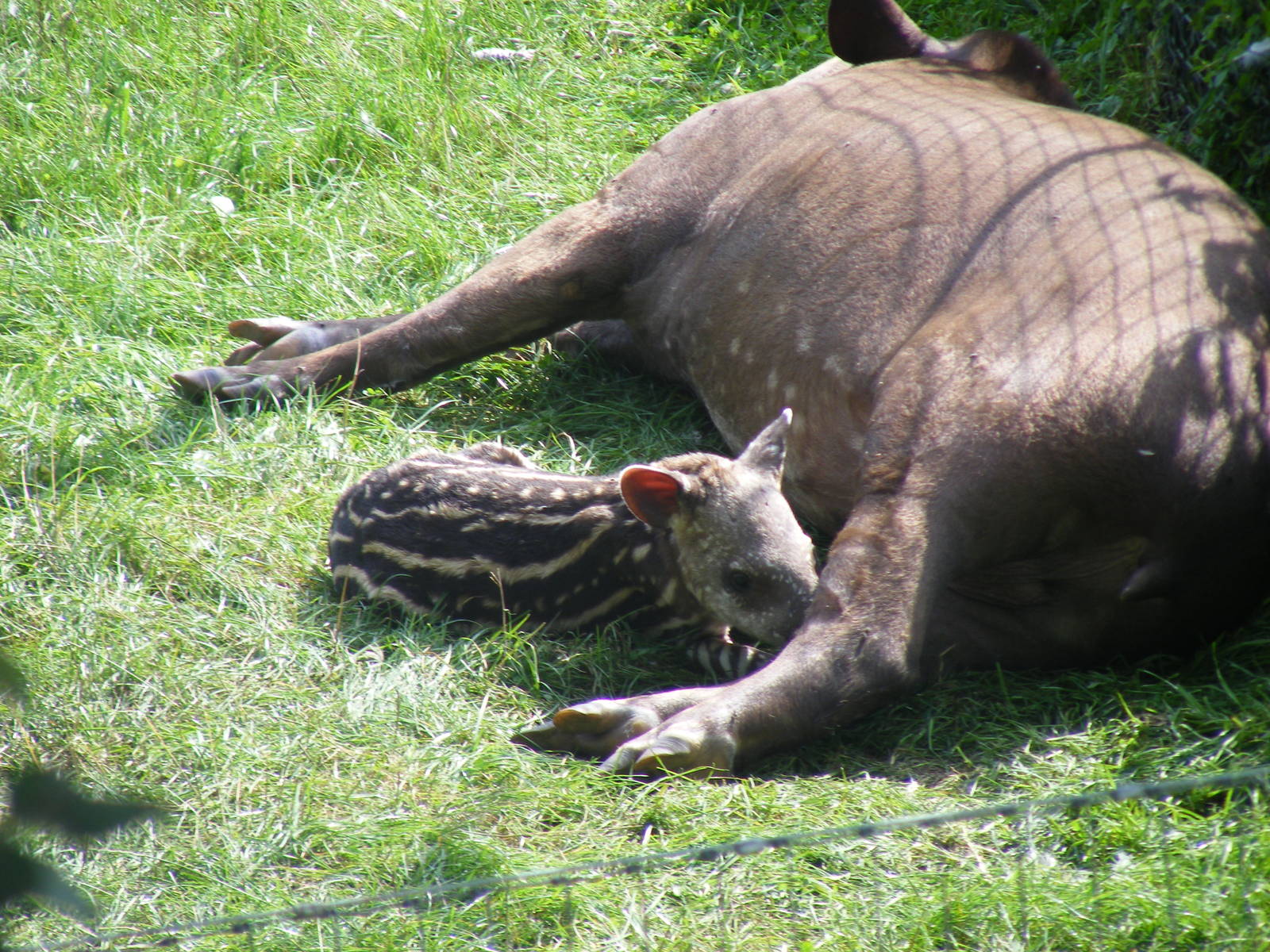 Summer and Quito the Brazilian tapirs at Marwell Wildlife, 2 September 2010