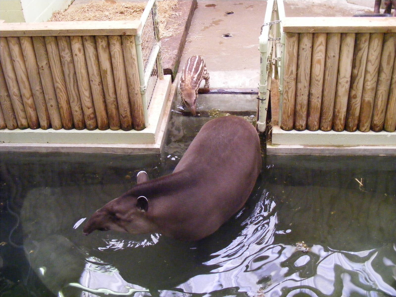 Summer and Rio the Brazilian tapirs at Marwell Wildlife, 9 August 2009