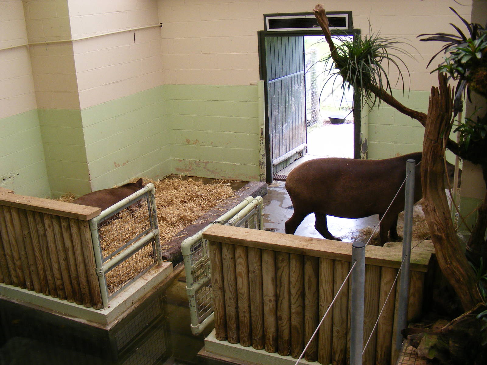 Summer and Ronaldo the Brazilian tapirs at Marwell Wildlife, 7 June 2009