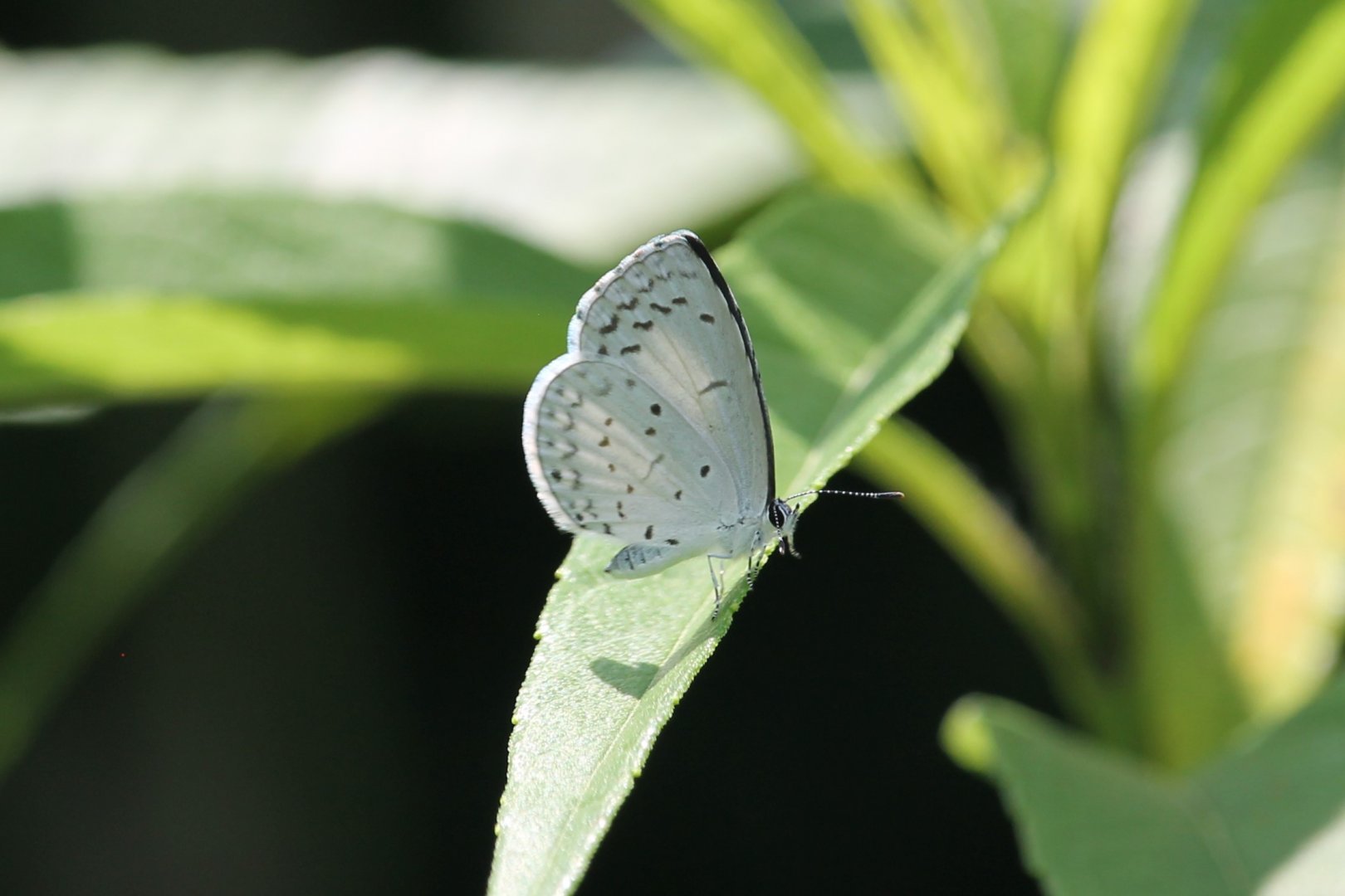 Summer azure (Celastrina neglecta)