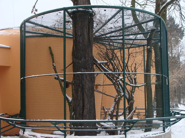 Summer cage of Ratufa bicolor