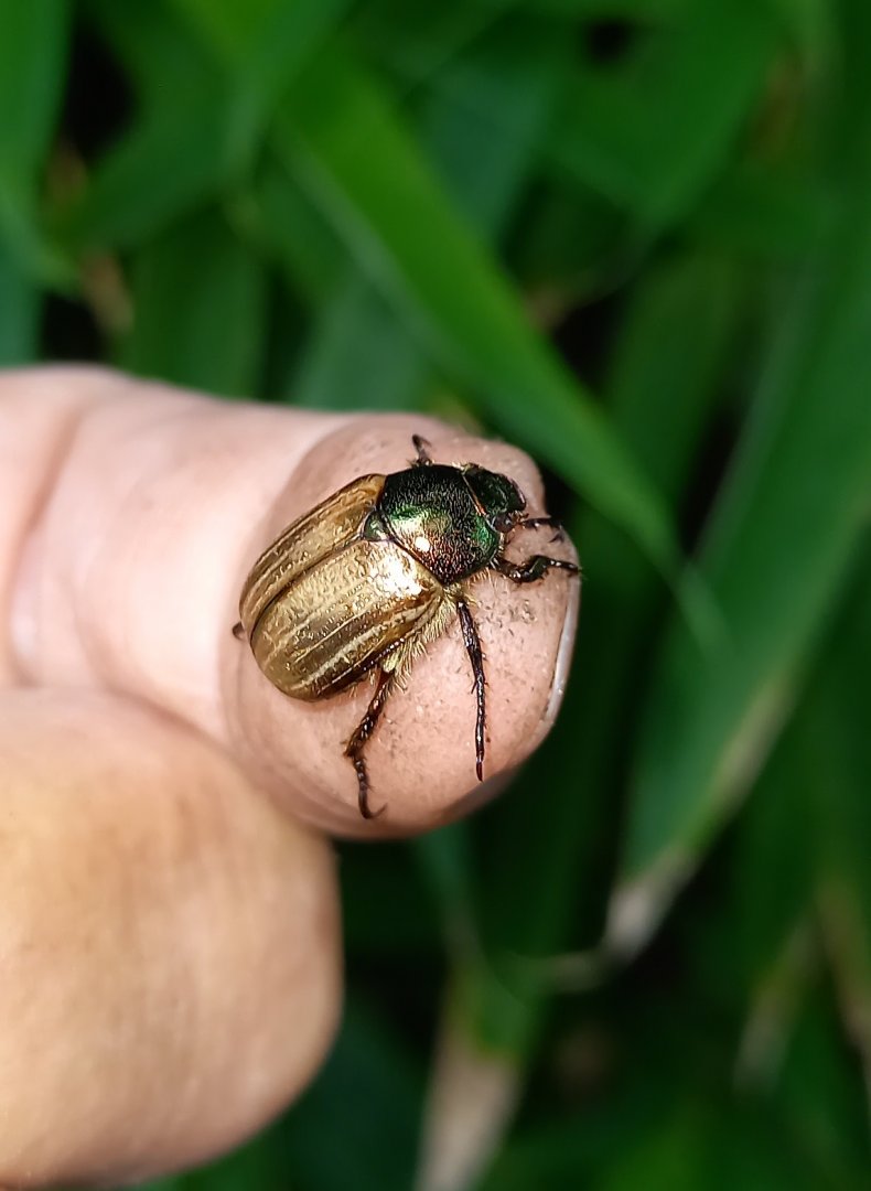 Summer chafer ( aka European June beetle ) - Amphimallon solstitiale