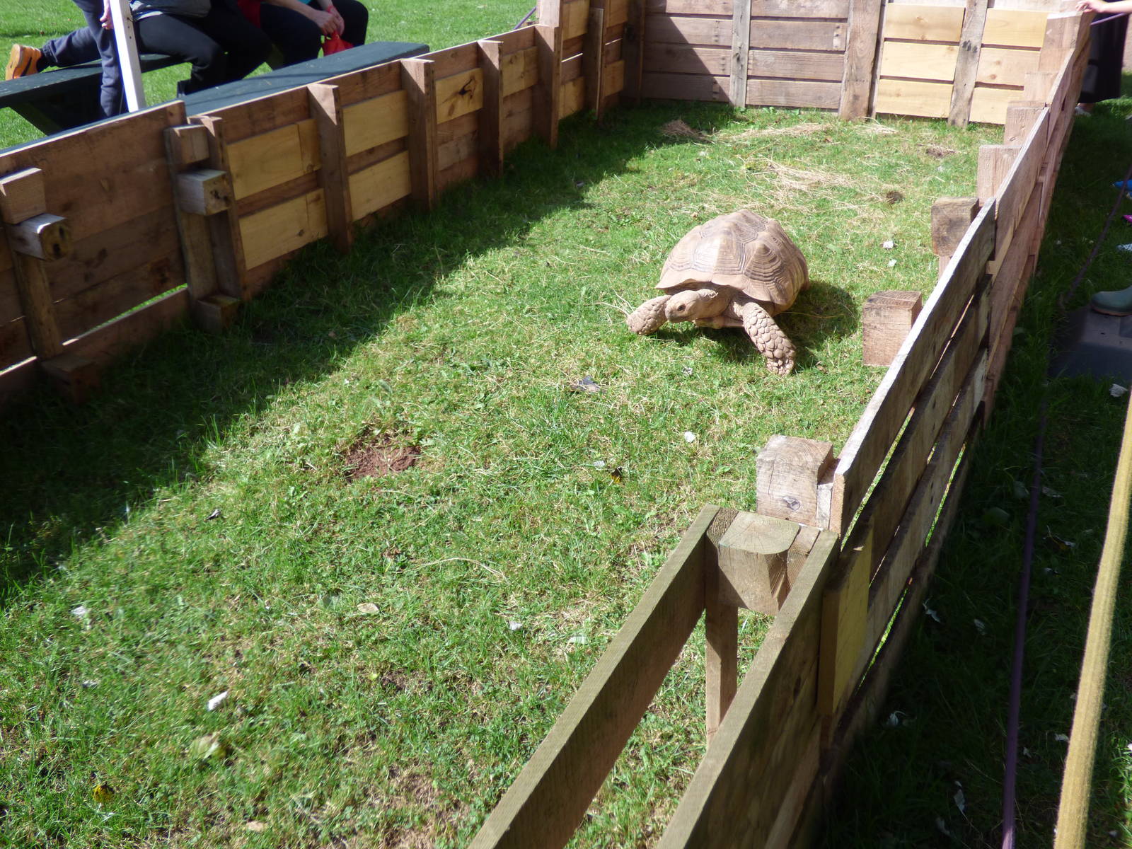 Summer enclosure for Sulcatta Tortoise