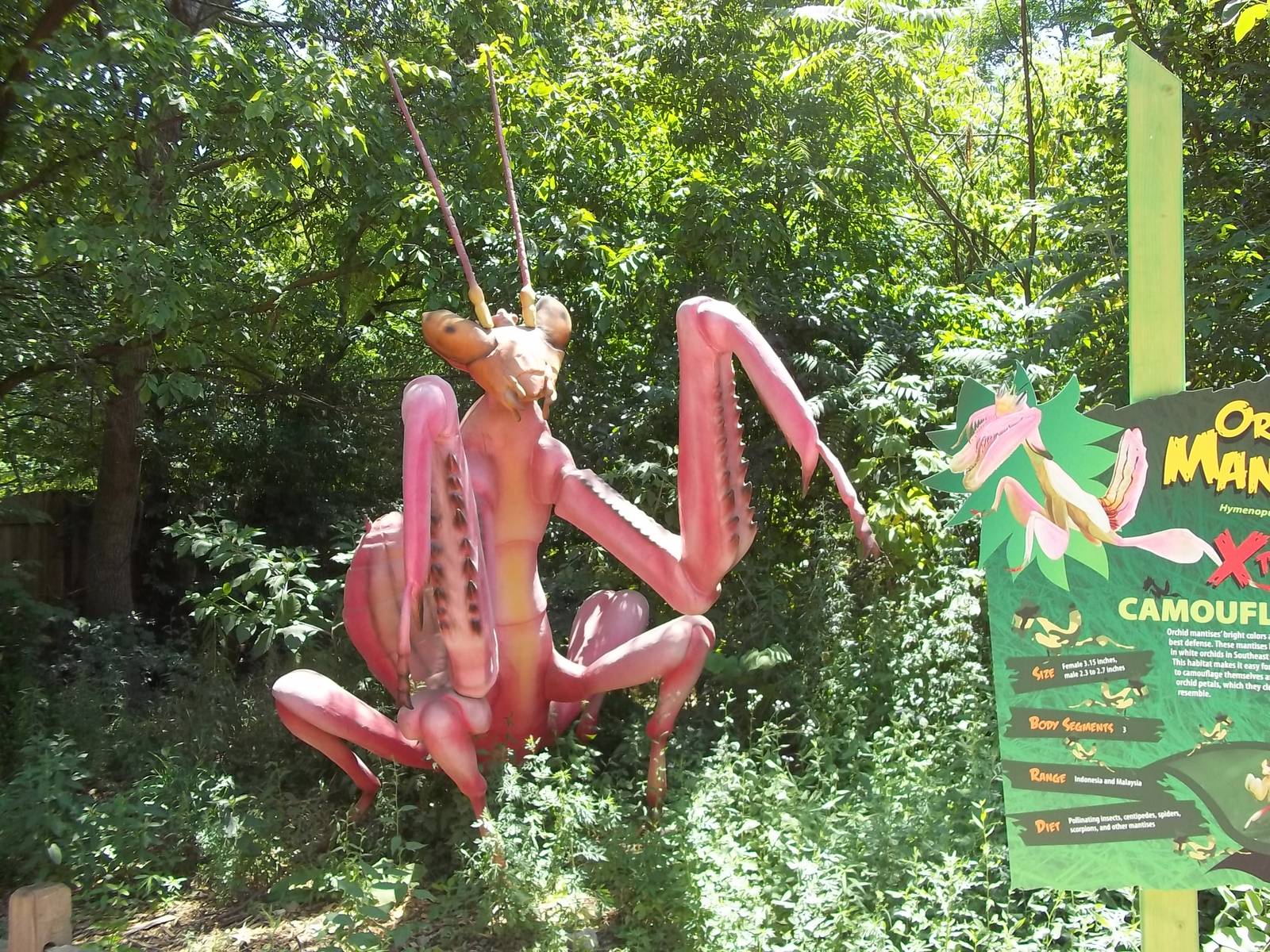 Summer Exhibit Xtreme Bugs