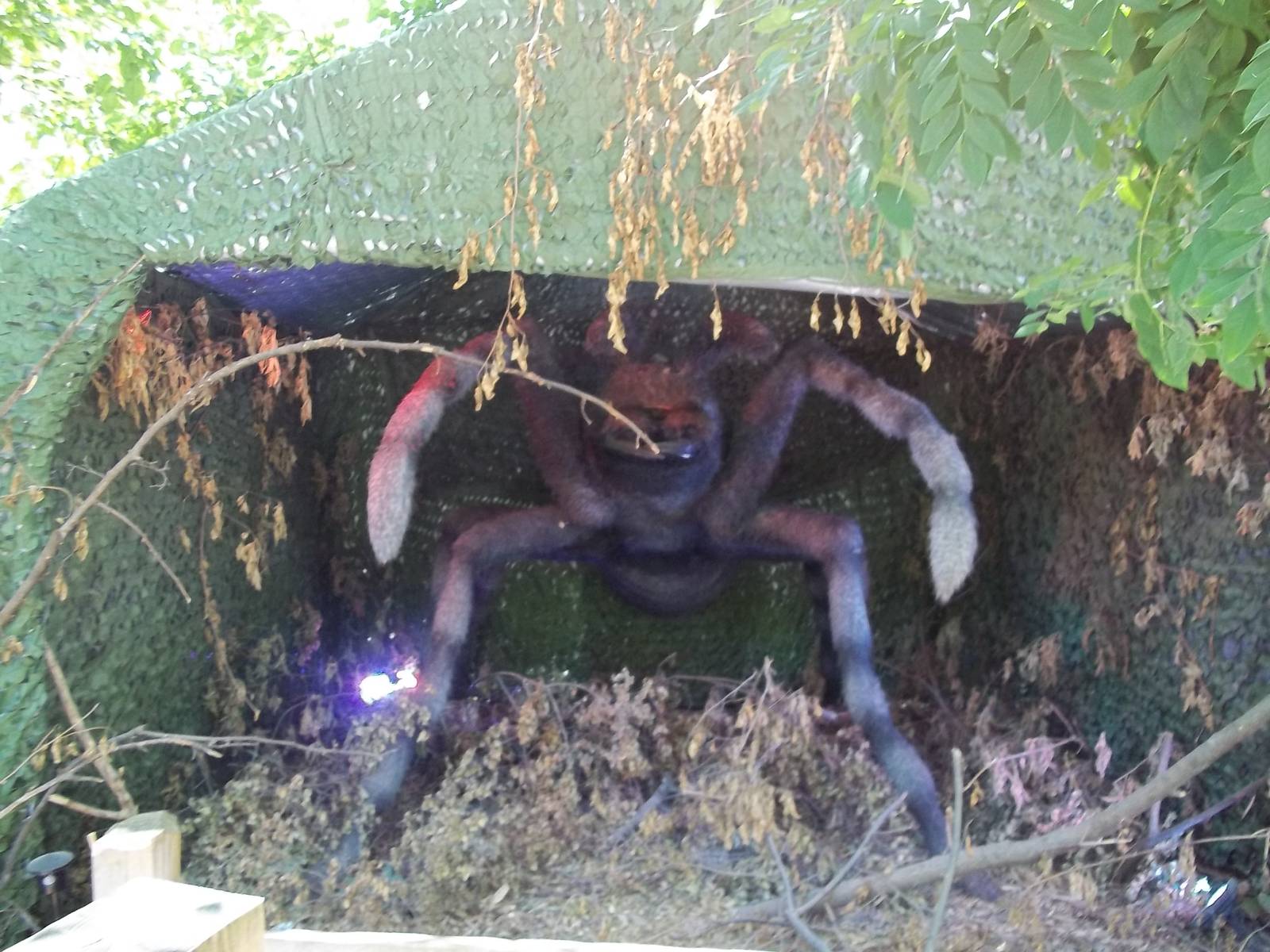 Summer Exhibit Xtreme Bugs