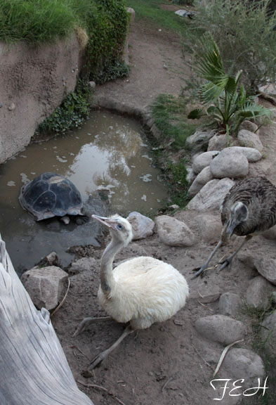 Summer Friday Nights