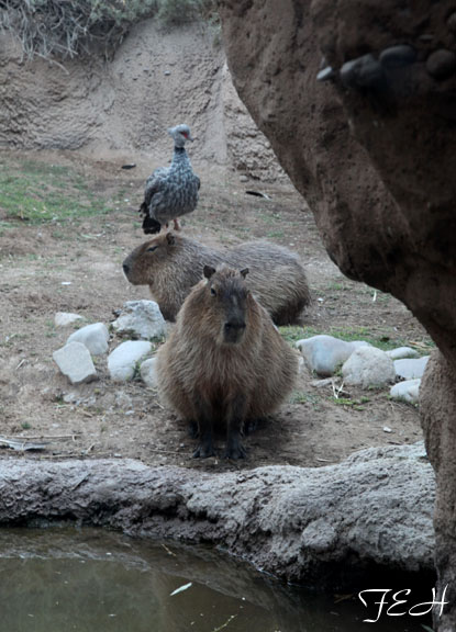 Summer Friday Nights