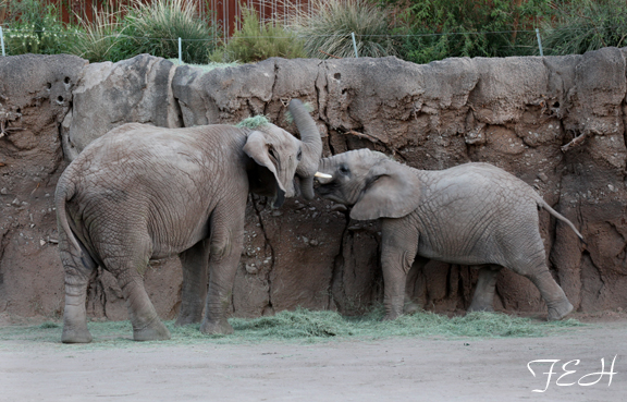 Summer Friday Nights