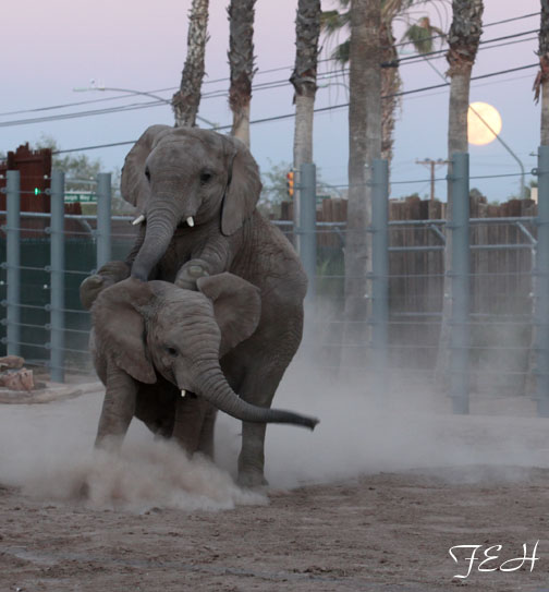 Summer Friday Nights