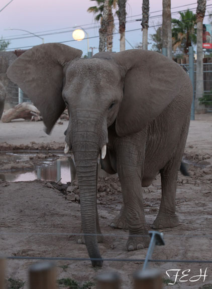 Summer Friday Nights