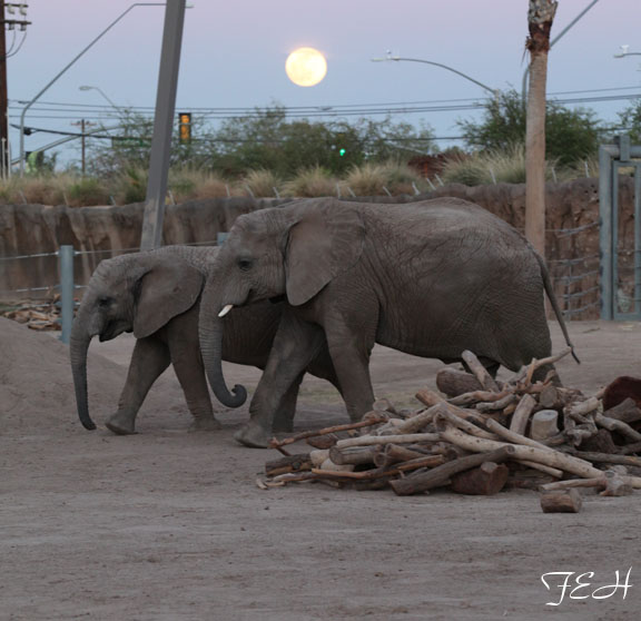 Summer Friday Nights