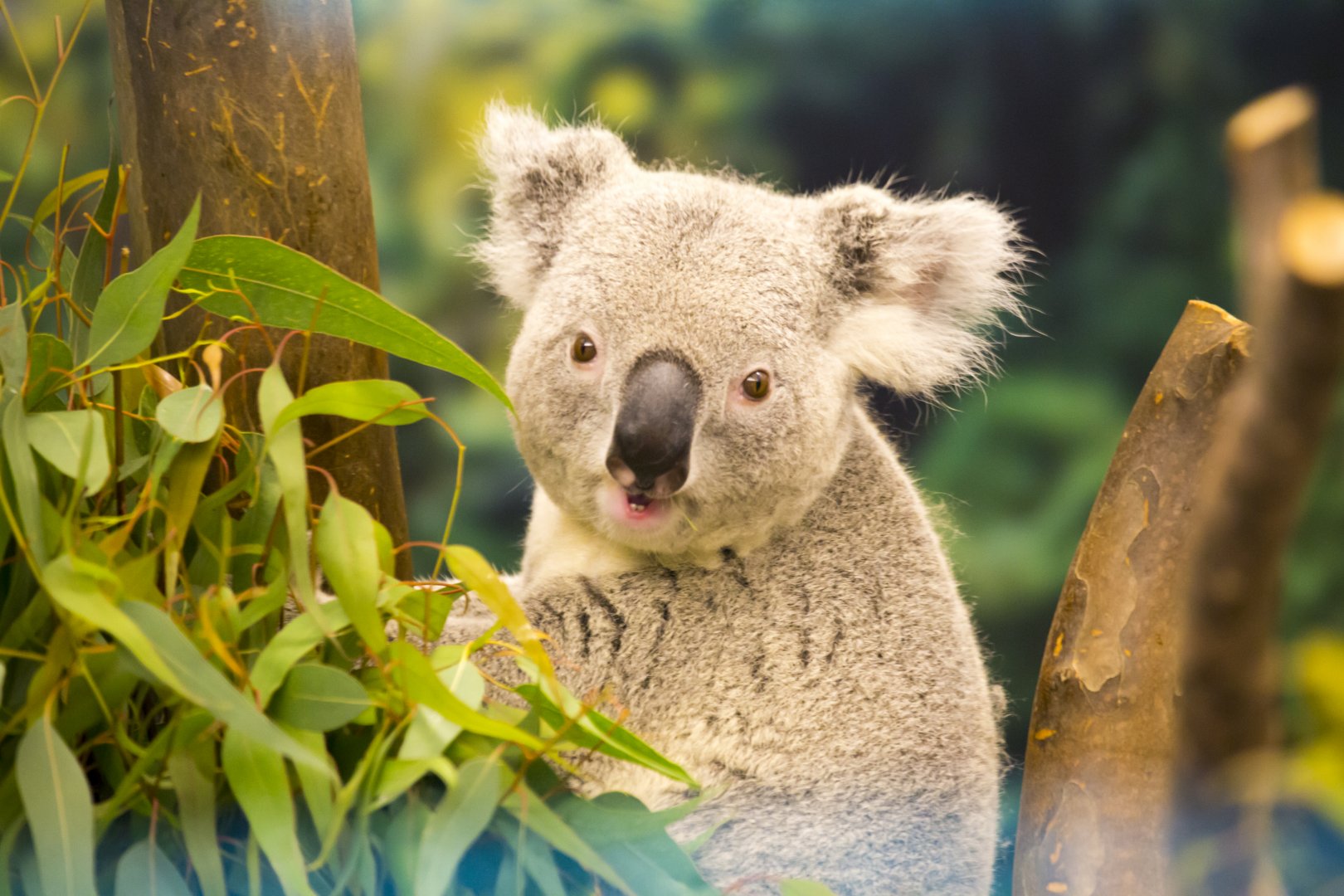 Summer Koala Exhibit