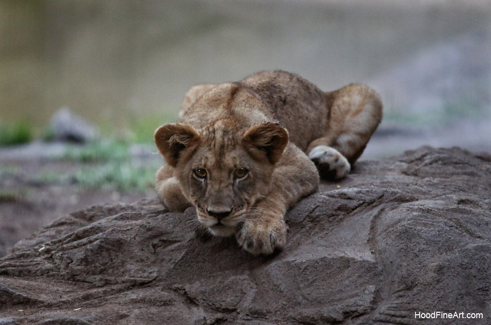 summer night opening, june 27, 2014