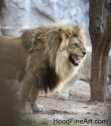 Summer Nights - July 8, 2016