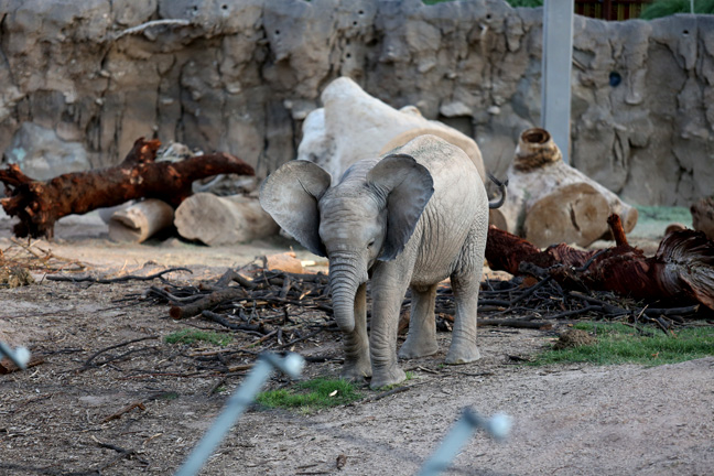 Summer Nights - July 8, 2016