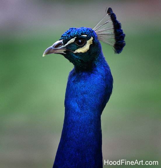 Summer Nights - July 8, 2016