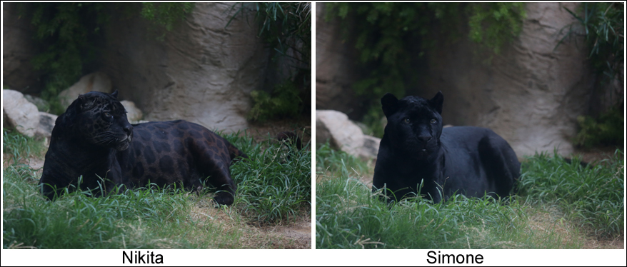 Summer Nights - July 8, 2016