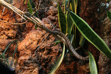 summer nighttime zoo, august 6, 2010