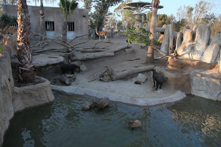 summer nighttime zoo, august 6, 2010