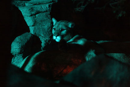 summer nighttime zoo, august 6, 2010