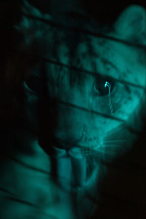 summer nighttime zoo, august 6, 2010