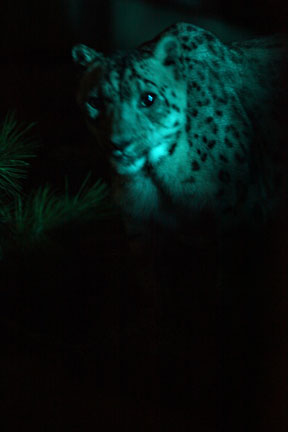 summer nighttime zoo, august 6, 2010